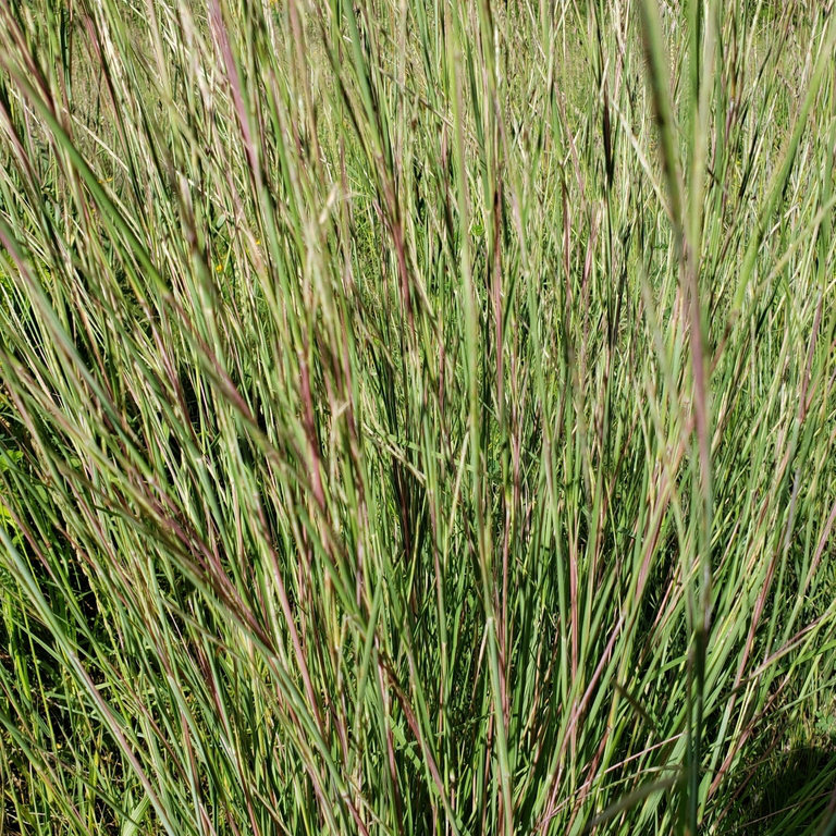 Little Bluestem – Urban Roots