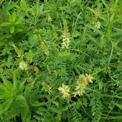 Canada Milk Vetch