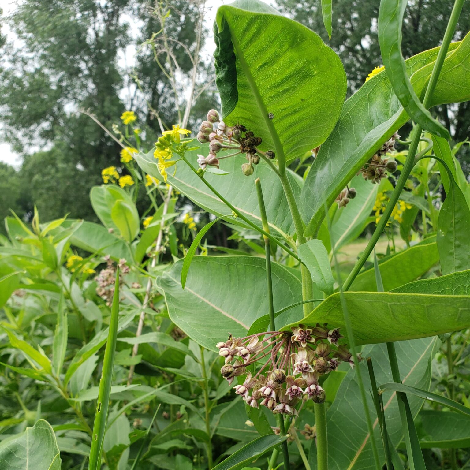 Common Milkweed 4-pack – Urban Roots