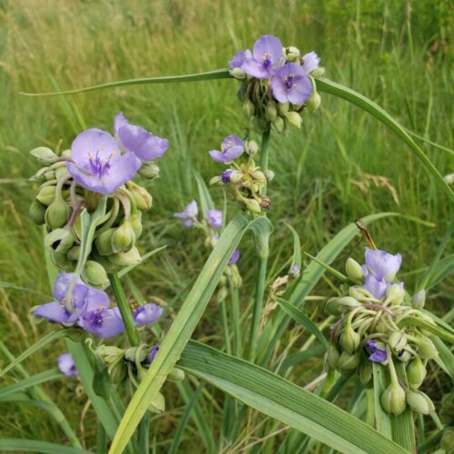 Ohio Spiderwort 4-pack