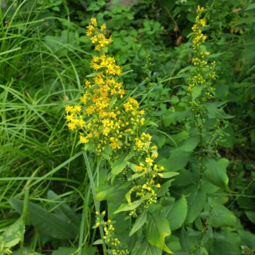 Zig-zag Goldenrod 4-pack