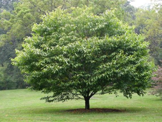 Blue Beech (Medium Shade Tree)