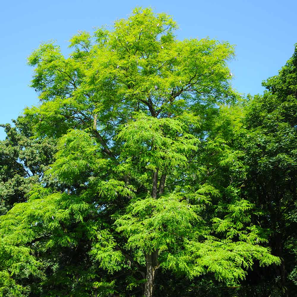 Kentucky Coffeetree (Large Shade Tree)