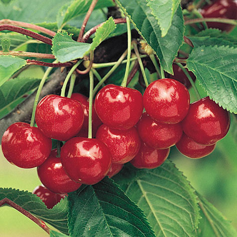 Montmorency Cherry (Medium Fruit Tree)