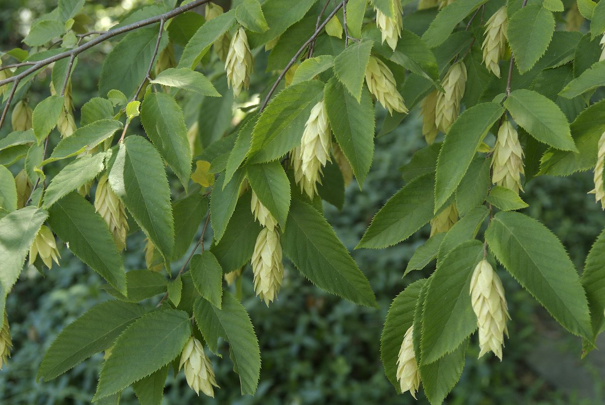 Ironwood/American Hophornbeam (Medium Shade Tree)