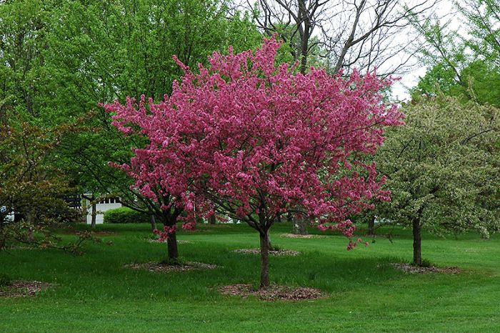 'Prairie Fire' Crabapple (Medium Ornamental Tree)