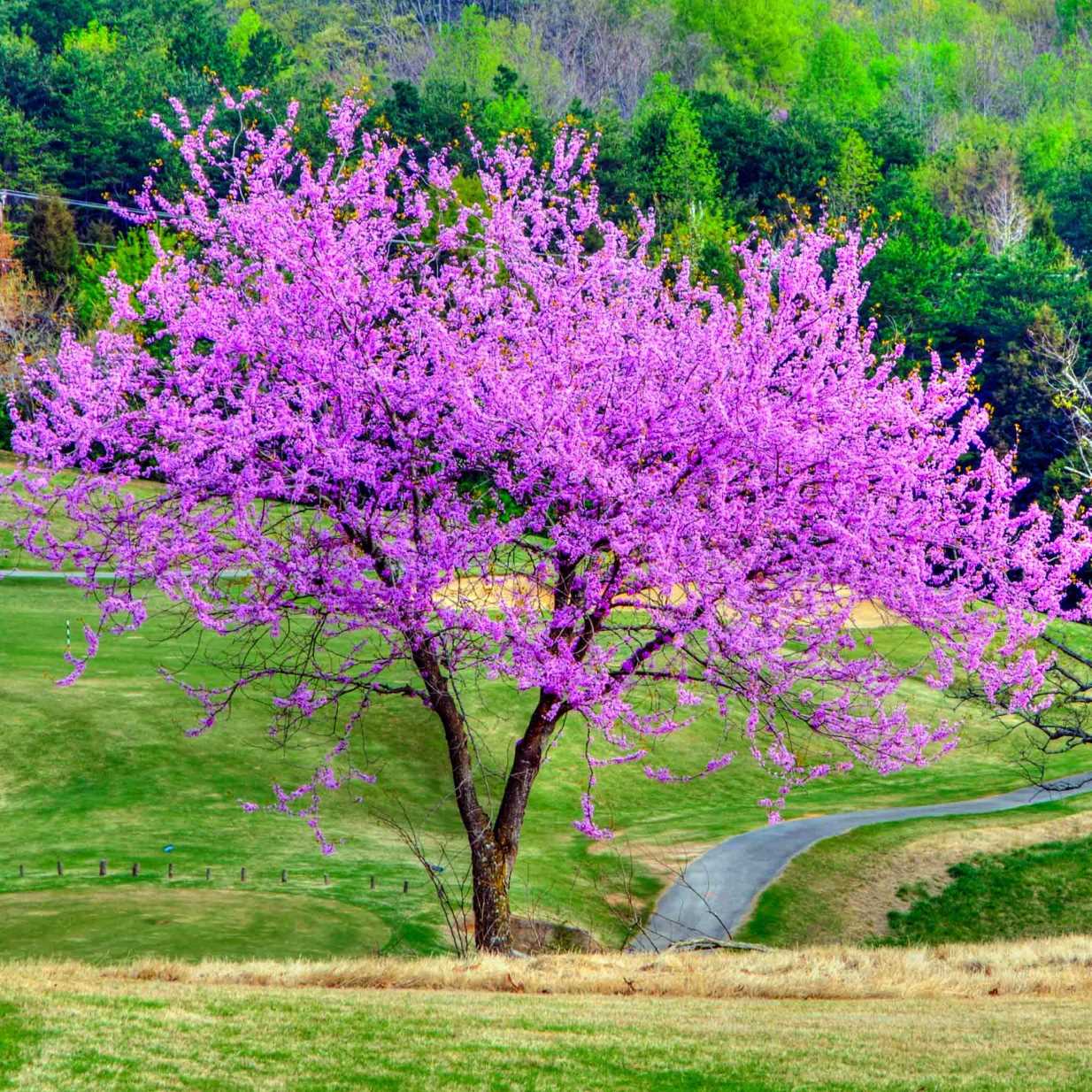 Eastern Redbud (Medium Ornamental Tree)