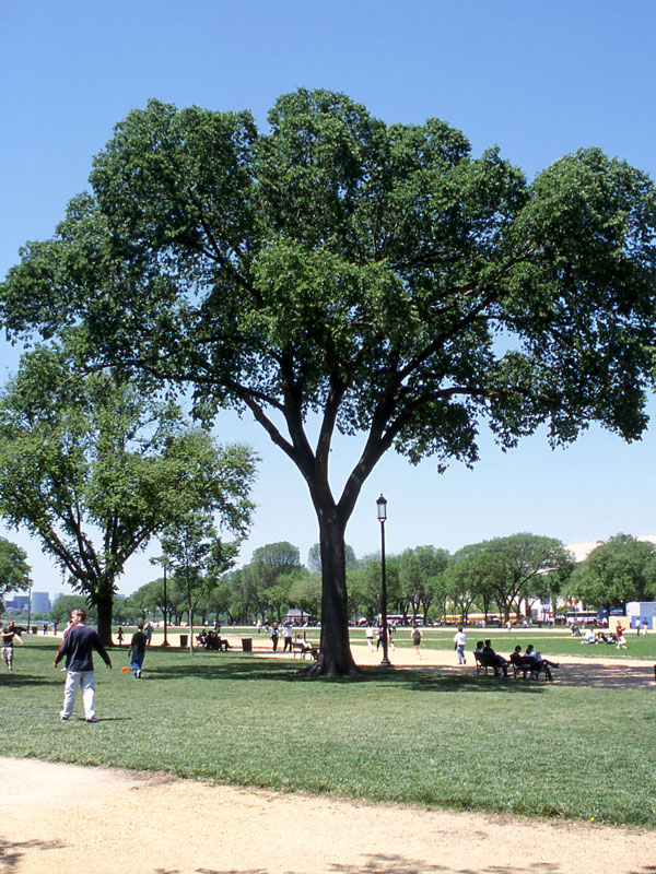 'Jefferson' American Elm (Large Shade Tree)