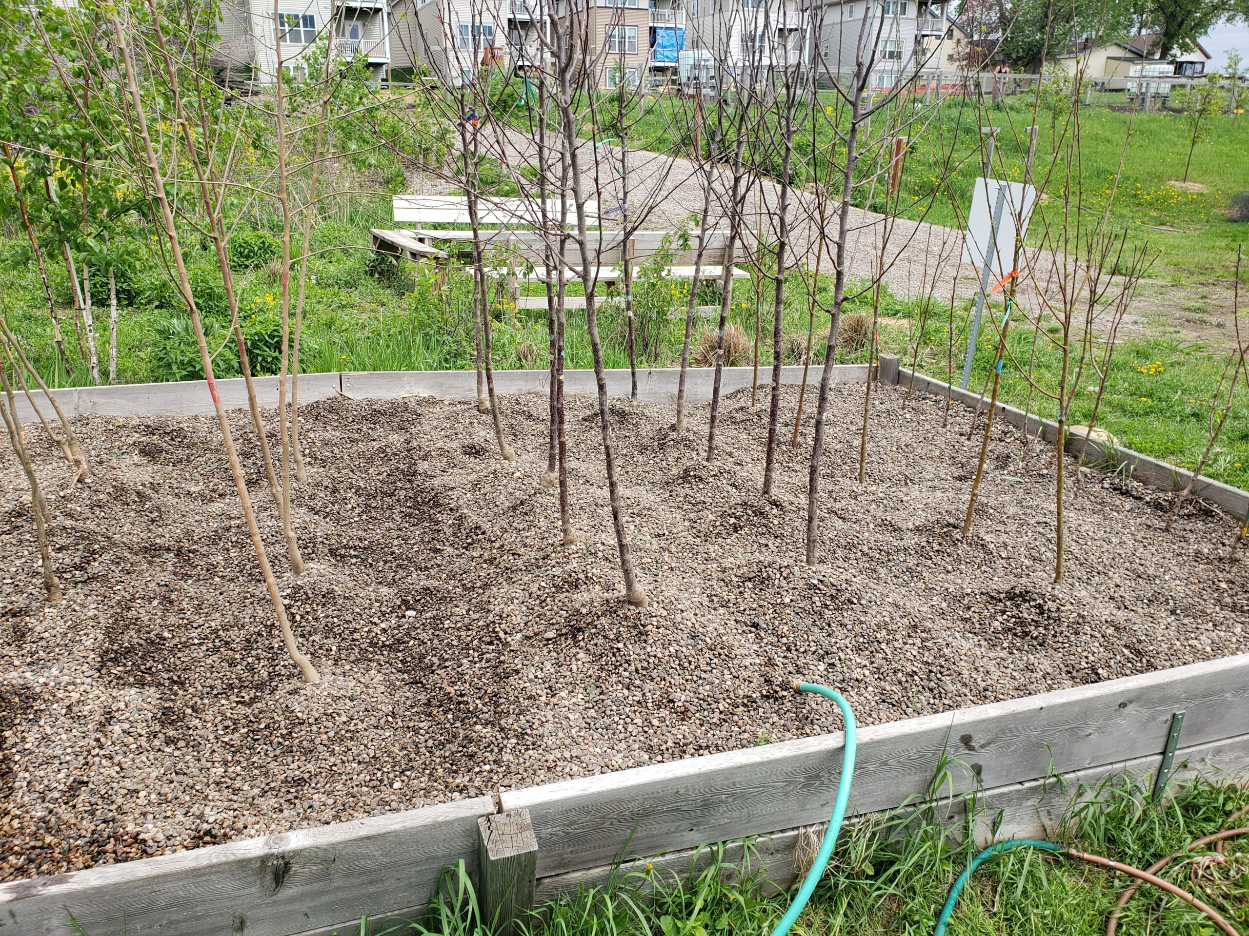 Our tree canopy is one of the most prominent features of our urban landscape, and yet one that is infrequently discussed at length. We all benefit from healthy trees in our communities, and yet so many streets are still lacking in healthy canopy. Why is that, and what can we do to change the situation for the better?