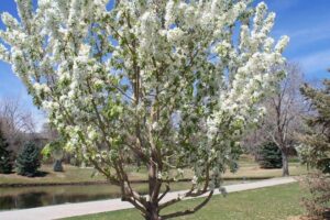 Adirondack Crabapple