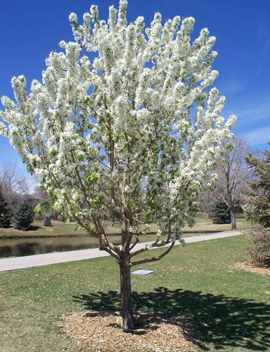 'Adirondack' Crabapple (Medium Ornamental Tree)