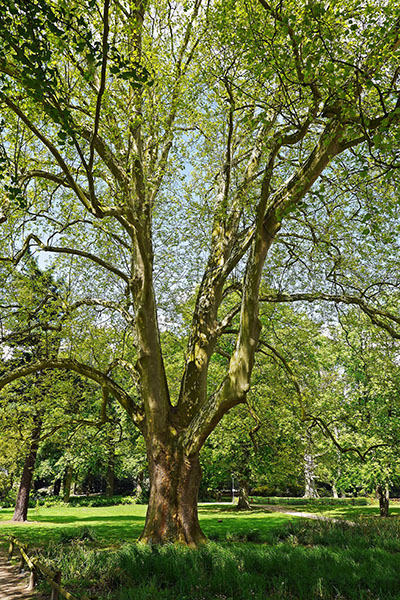 American Sycamore (Large Shade Tree)