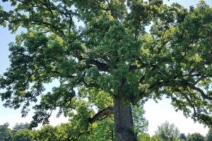 Bur oak