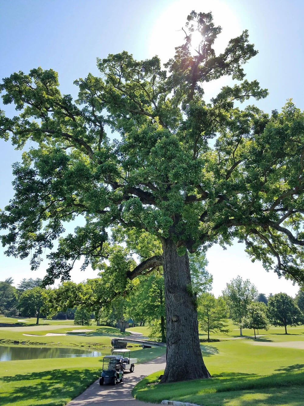 Bur Oak (Large Shade Tree)