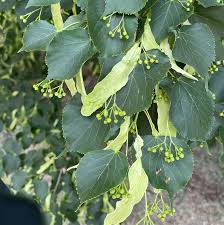 Linden/American Basswood (Large Shade Tree)