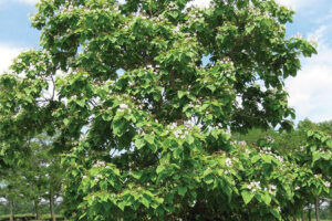 Northern Catalpa