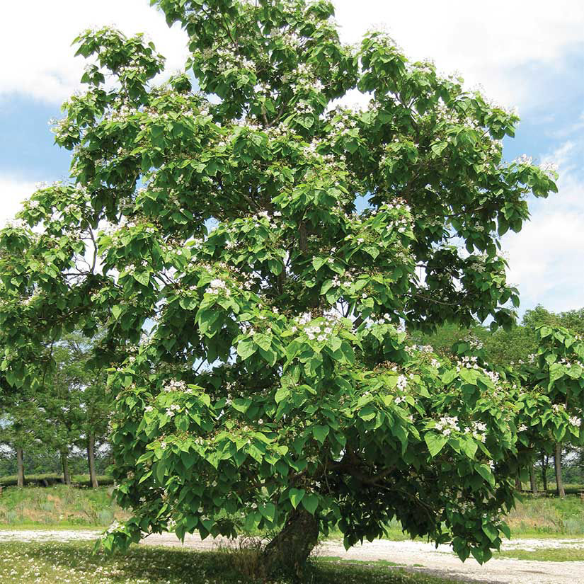 Northern Catalpa (Large Shade Tree)