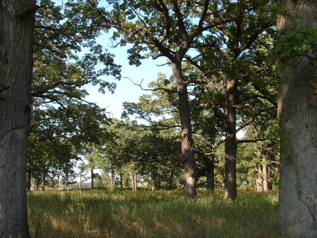 Oak Savanna of Bur Oaks and native understory forbs and grasses.