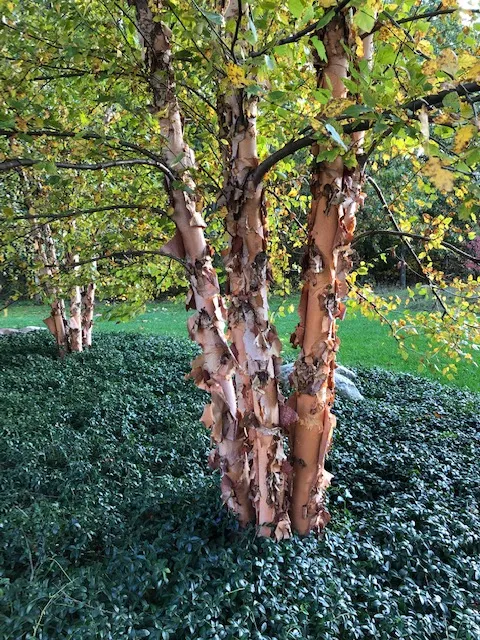 River Birch (Large Shade Tree)