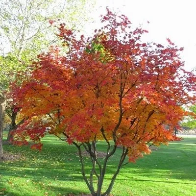 'Autumn Brilliance' Serviceberry (Small Ornamental Tree)