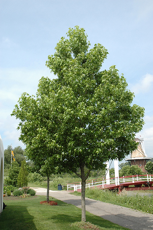 'Moraine' American Sweetgum (Medium Shade Tree)