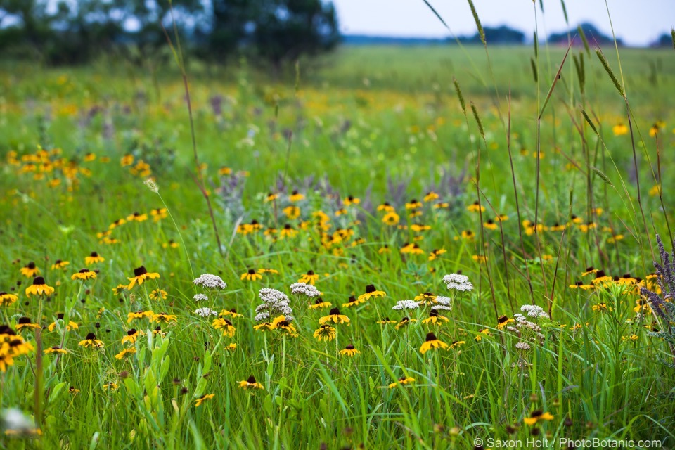 Tallgrass prairie featuring a number of native plants and grasses in Oklahoma.