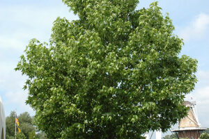 sweetgum