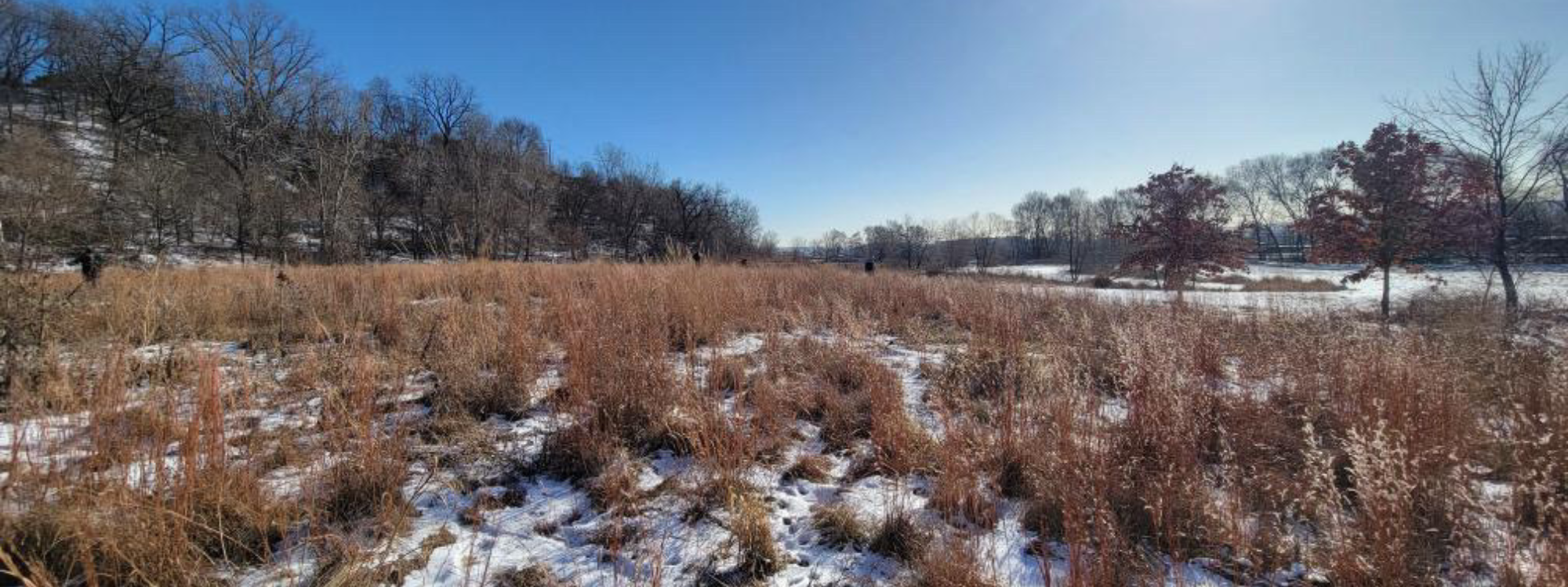 Here in the Urban Roots Conservation Program, we use a number of strategies to make sure the seeds we gather with our interns in the fall will be ready to join the prairies, woodlands and wetlands we steward in the spring.