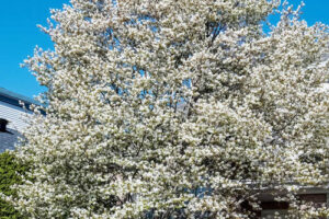 Allegheny Serviceberry Picture
