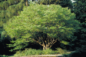 American Hornbeam
