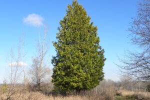 Northern White Cedar Picture