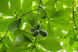 2GK0BCE Clusters of fresh American paw paw fruit hang in a paw paw tree on Roosevelt Island in Washington, D.C.