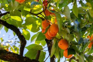 Persimmon Tree