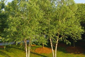 River Birch Picture