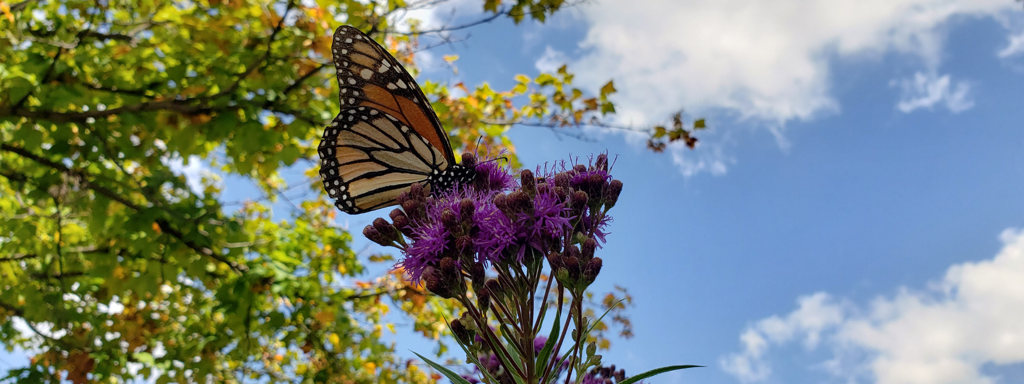 This week is National Pollinator Week, and what better way to celebrate than to learn how to create your very own pollinator habitat? Check out our guide for tips and tricks on how to ensure that your space is pollinator-friendly on a budget.