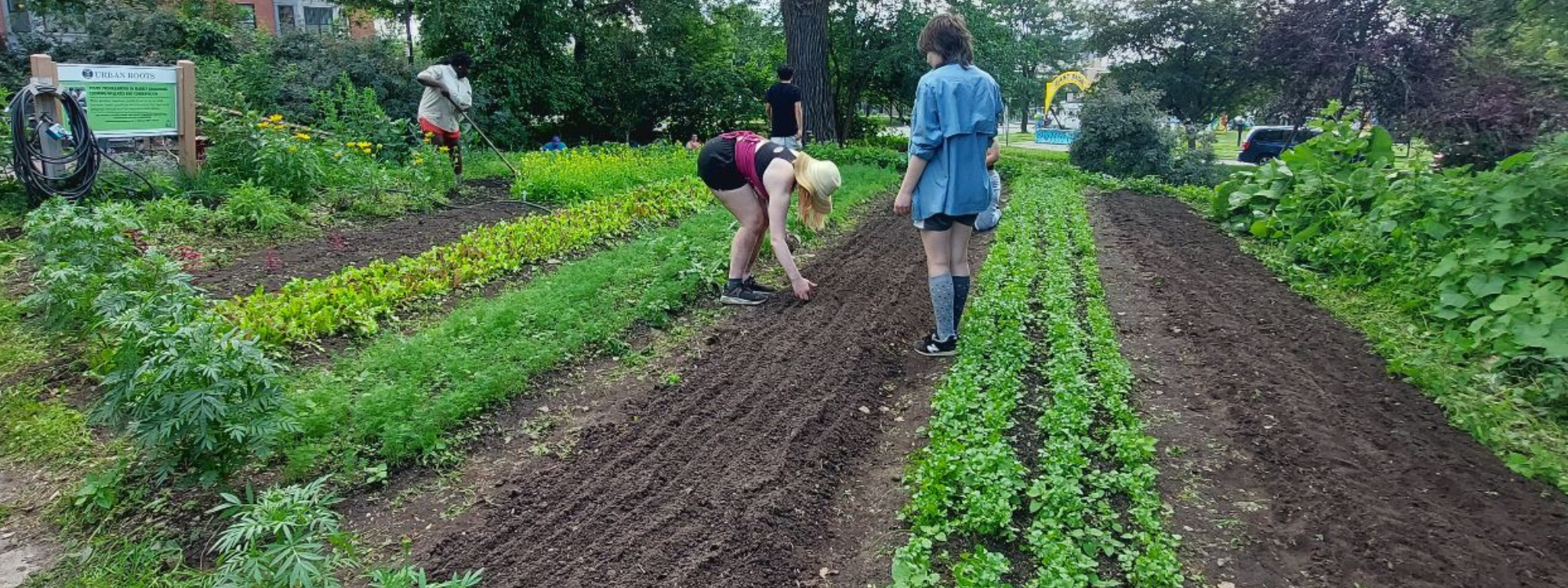 There is still so much life left in the growing season in mid-August. I hope you get to experience the joy of it in your own garden, or perhaps by volunteering at one of ours!