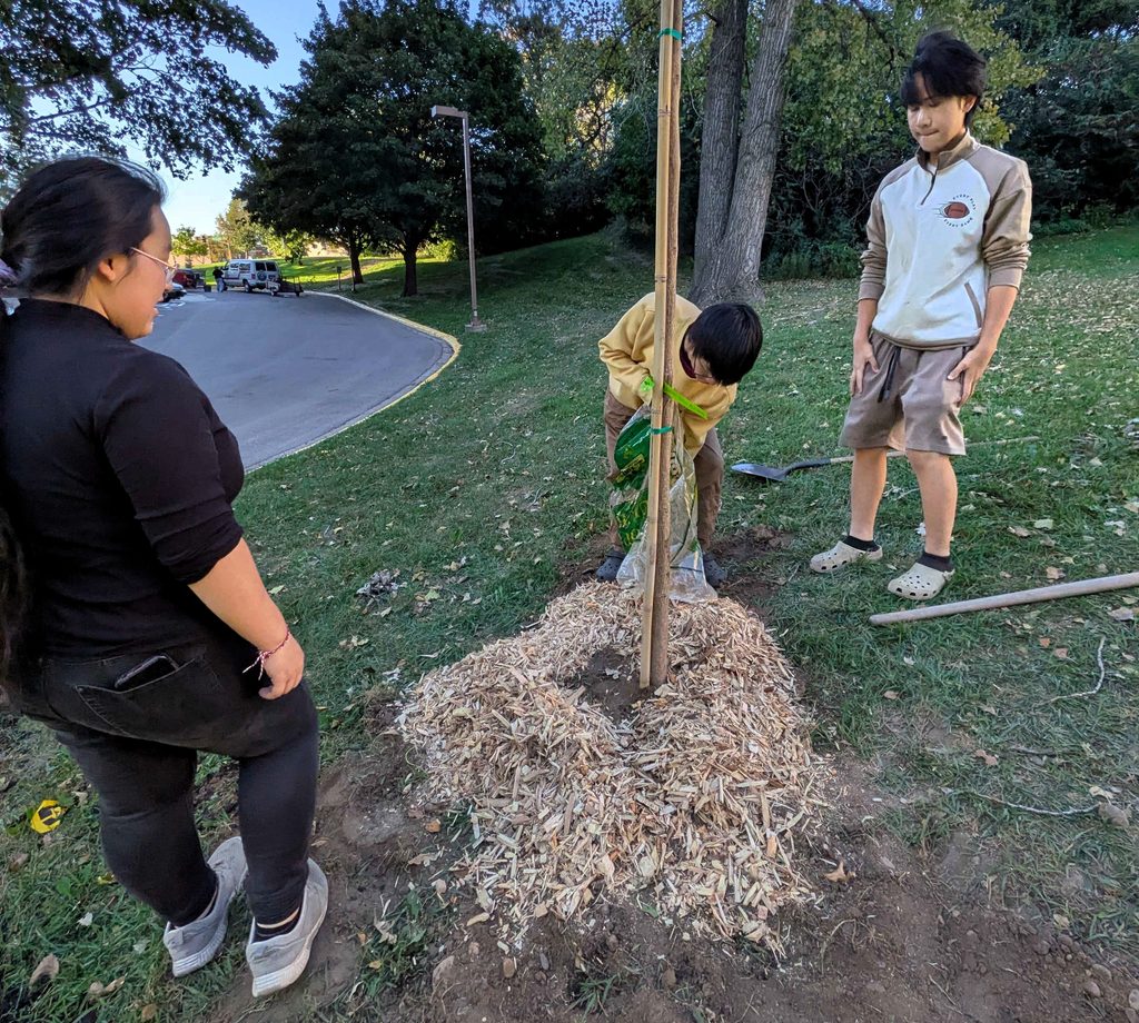 Urban Roots youth interns planting a tree